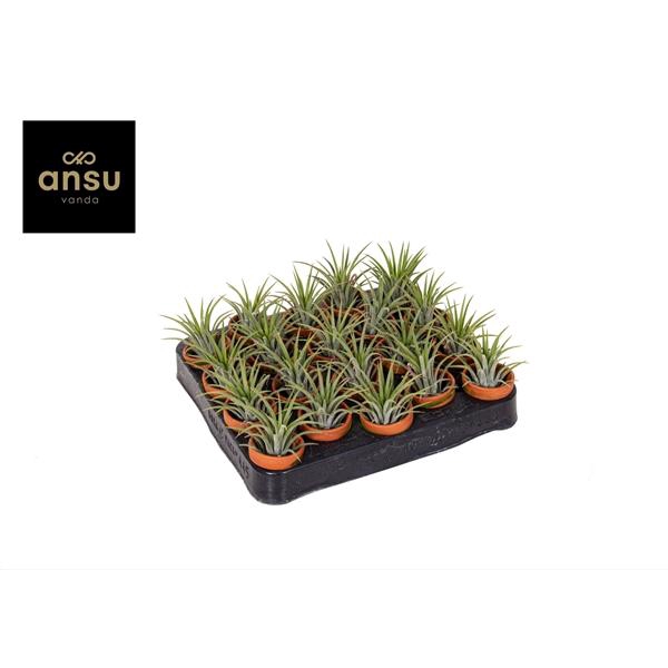 <h4>Tillandsia ionantha</h4>