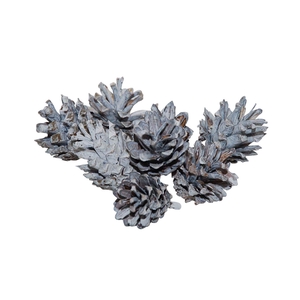 Pinecone Silvester 200g