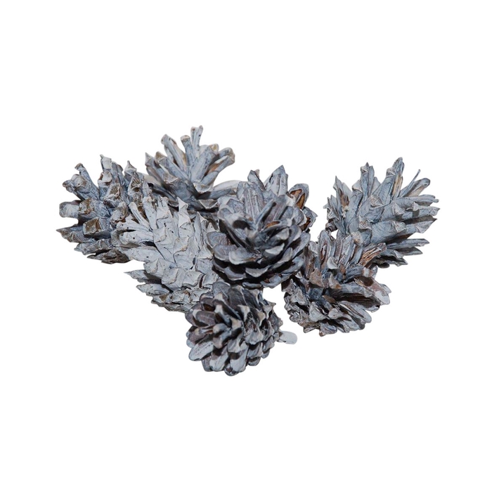 <h4>Pinecone Silvester 200g</h4>