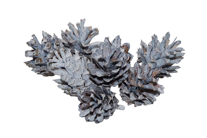 <h4>Pinecone Silvester 200g</h4>