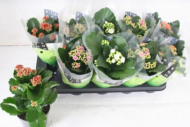 <h4>KAL GE GEM 4 KL</h4>