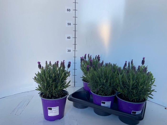 <h4>LAVAN S TOSCANE</h4>