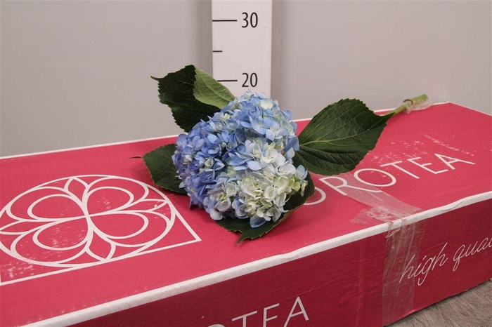 <h4>Hydr Premium Blue</h4>