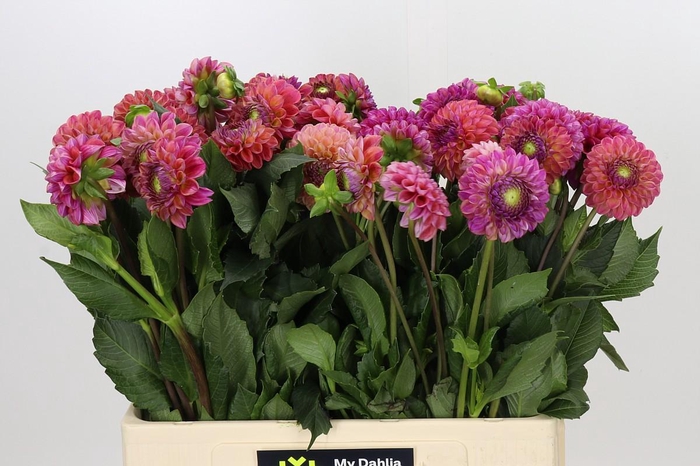 <h4>Dahlia Caitlin's Joy</h4>