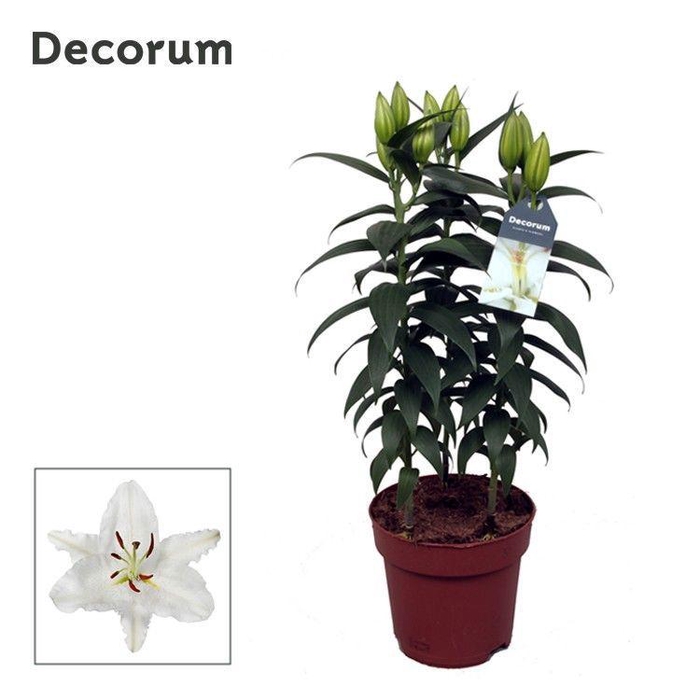 <h4>Lilium Or White 17cm</h4>