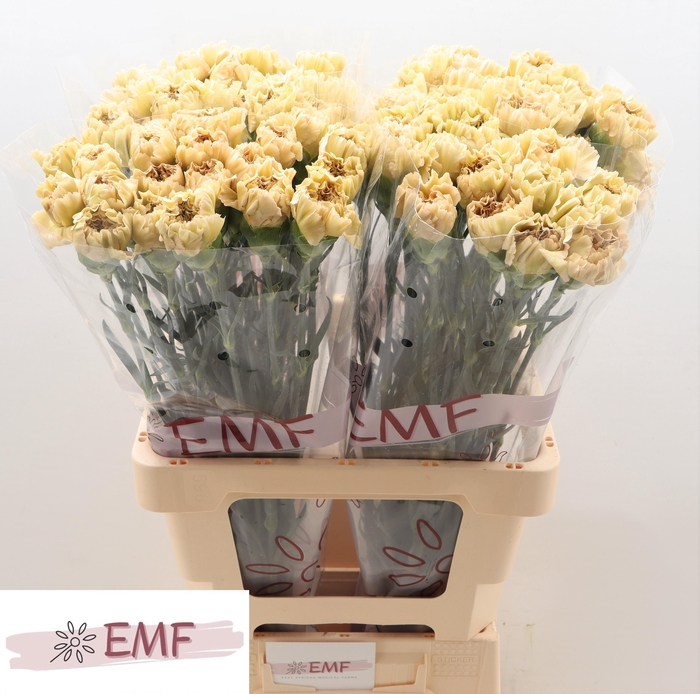 <h4>DI ST CAPPUCCINO</h4>