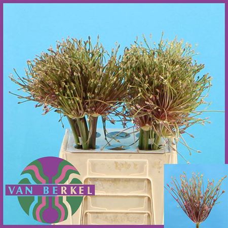 <h4>Allium Schubertii</h4>