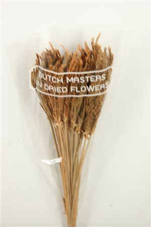 <h4>DRIED UMBR. SEDGE BIG LEAF NATURAL</h4>