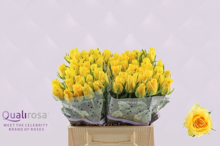 <h4>R Gr Moonwalk</h4>