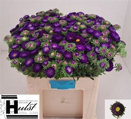 <h4>Callis Mats D Blauw</h4>