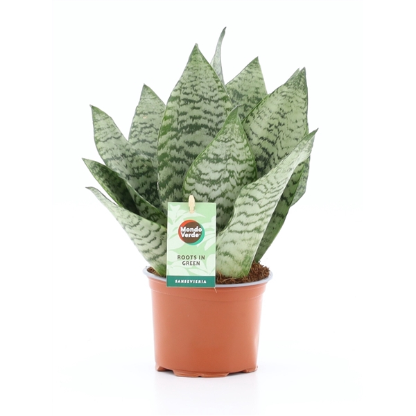 <h4>Sansevieria Black Coral</h4>