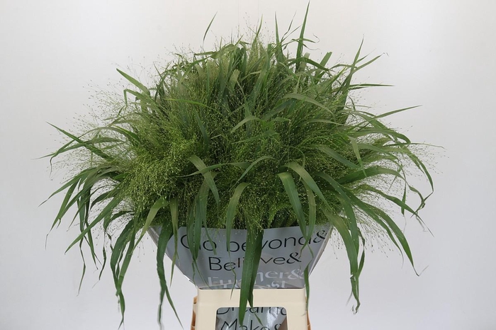 <h4>Panicum Fountain</h4>