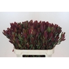 Leucadendron Senorita Spray