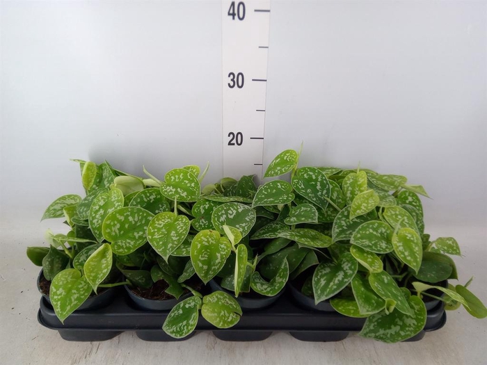 <h4>Scindapsus pictus 'Argyraeus'</h4>