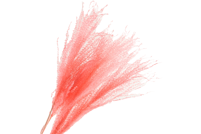 <h4>Miscanthus Pink</h4>