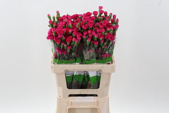 <h4>Di Tr Anita x20</h4>