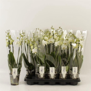 PHAL AN INVERNESS