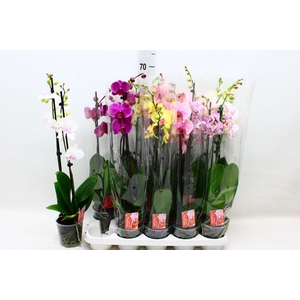 PHAL GEM 7 KL