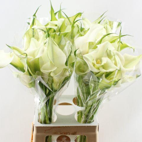 <h4>Zant Capt Ventura Double</h4>