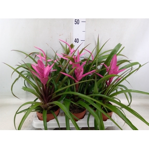 Tillandsia  ...mix