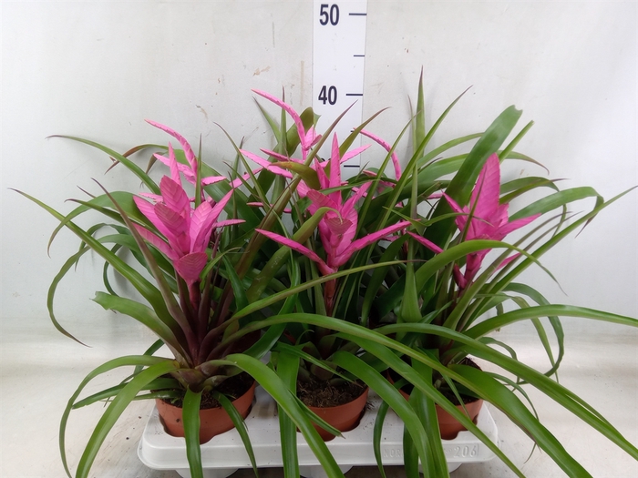 <h4>Tillandsia  ...mix</h4>