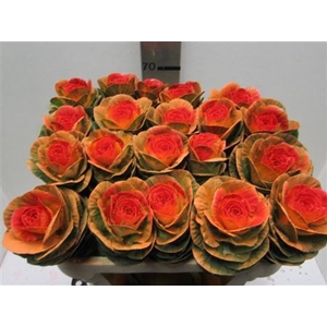BRASSICA ORANJE OOG