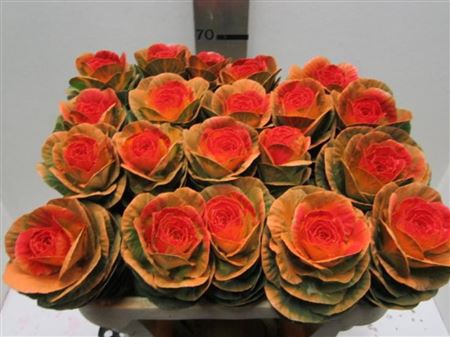 BRASSICA ORANJE OOG