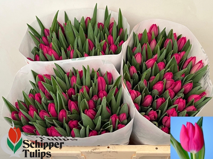 <h4>TU EN PINK ARDOUR</h4>