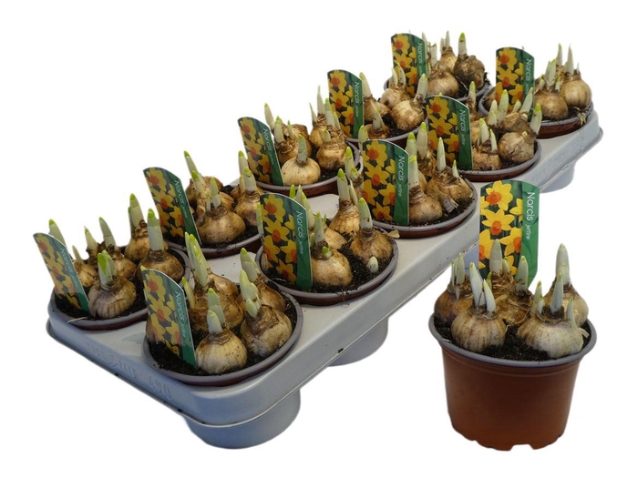 <h4>Narcis Jetfire</h4>