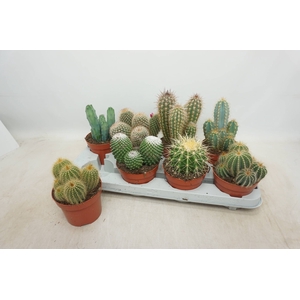 CACTUS GEM