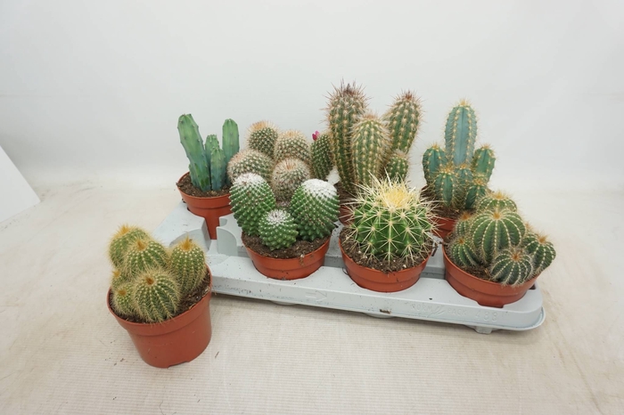 <h4>CACTUS GEM</h4>