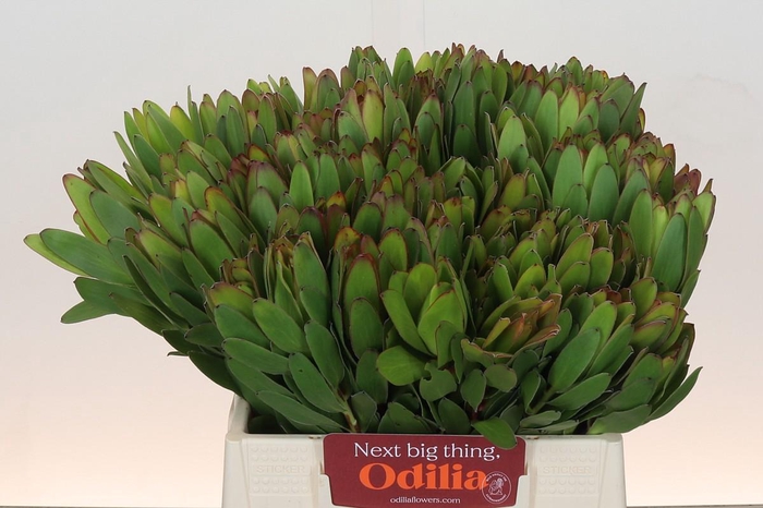 <h4>Leucadendron Goldstrike</h4>