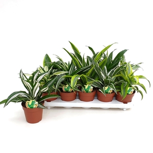 Dracaena overig mixkar