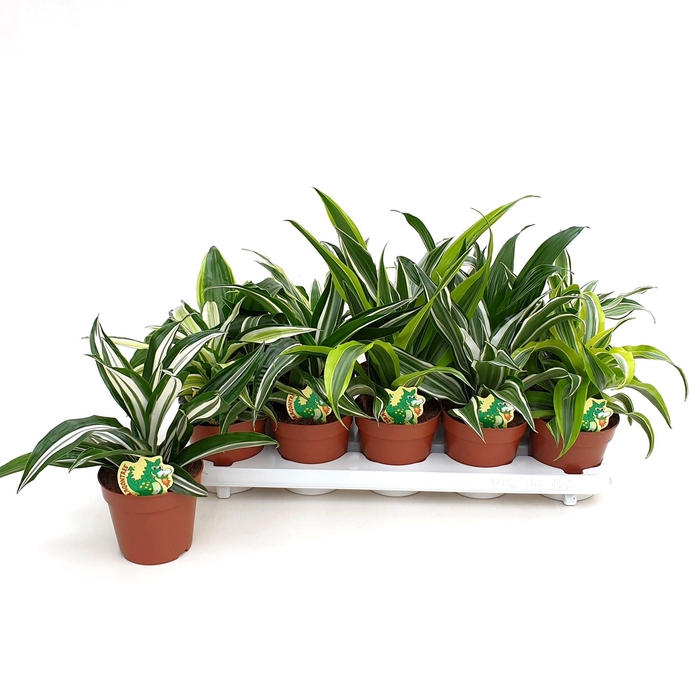 <h4>Dracaena overig mixkar</h4>
