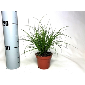 Carex brunnea (groen) p8
