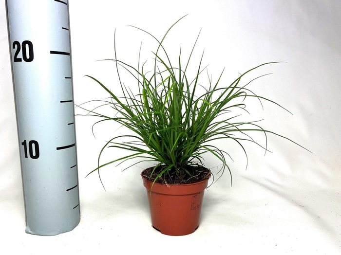 <h4>Carex brunnea (groen) p8</h4>