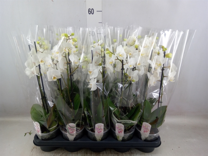 <h4>Phalaenopsis multi. 'FC Salt'</h4>