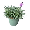 Erysimum linifolium Bowles Mauve