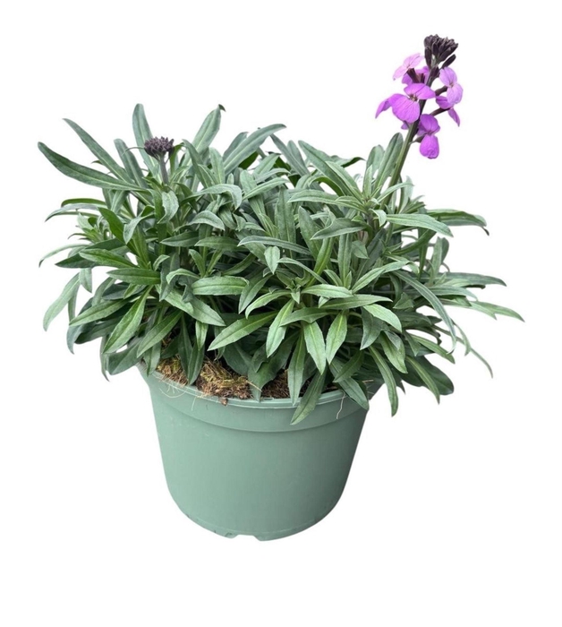 Erysimum linifolium Bowles Mauve