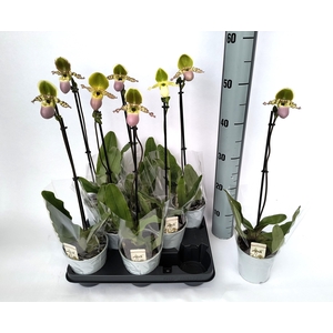 PAPH MULTIFLOWER GEM