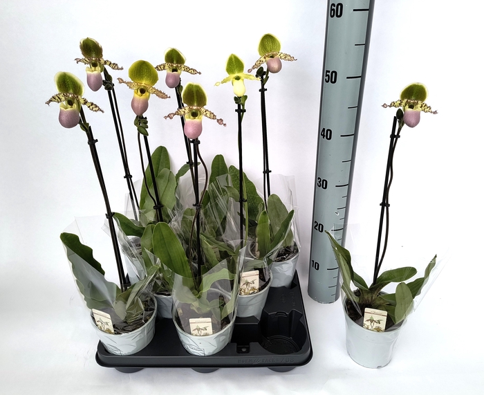 <h4>PAPH MULTIFLOWER GEM</h4>