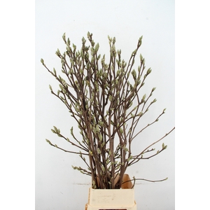 MAGNOLIA SUPERBA 150CM