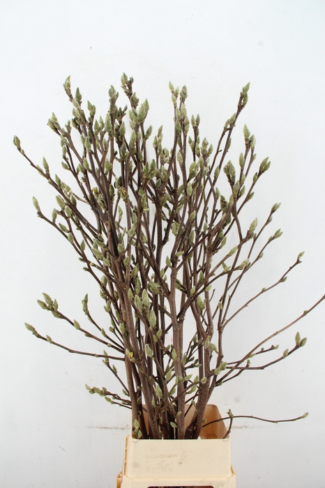 <h4>MAGNOLIA SUPERBA 150CM</h4>