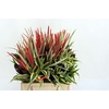 Drac Small Mix 42cm