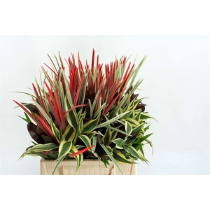 Dracena Small Mix Red 42cm