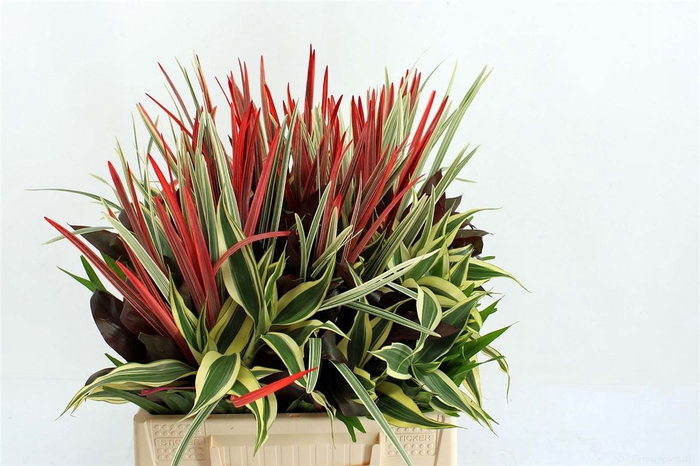 <h4>Dracena Small Mix Red 42cm</h4>