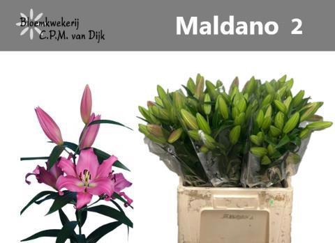 <h4>LI OT MALDANO</h4>