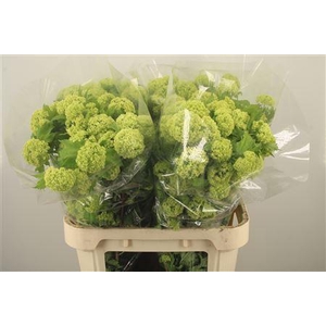 Viburnum Roseum St 4+