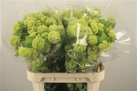 <h4>Viburnum Roseum St 4+</h4>