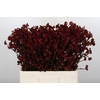 Anigozanthos Bush Ruby